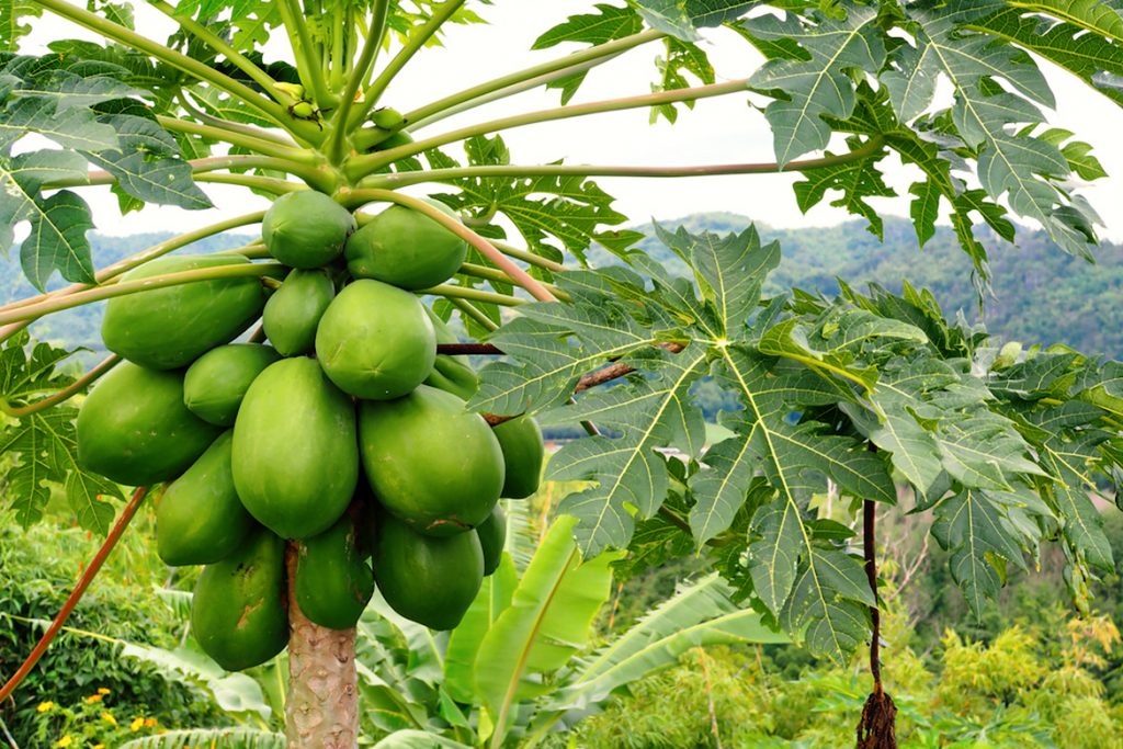 green papaya - HealthNews24Seven