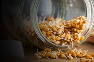 Sprouted grains health