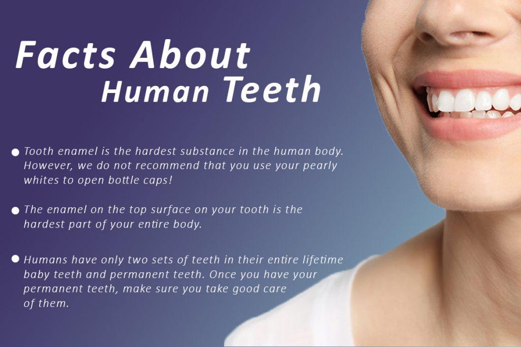 human teeth healthy facts