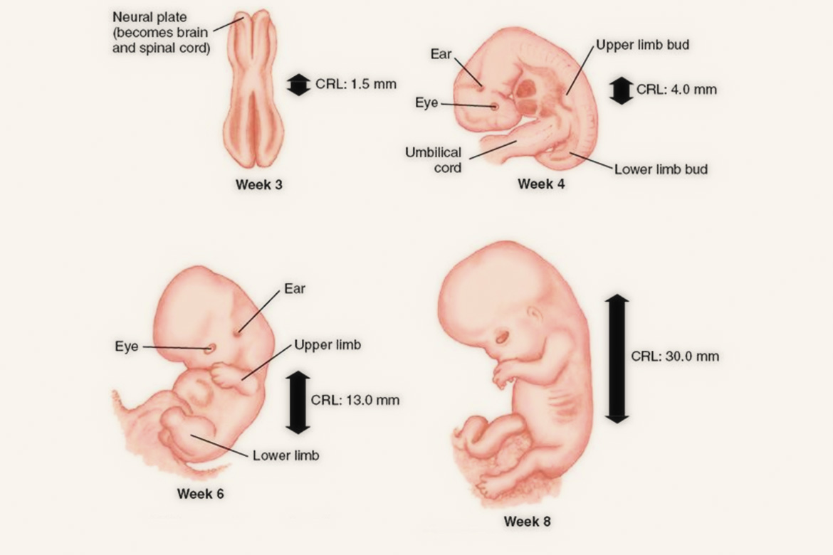 EMBRYONIC STAGE
