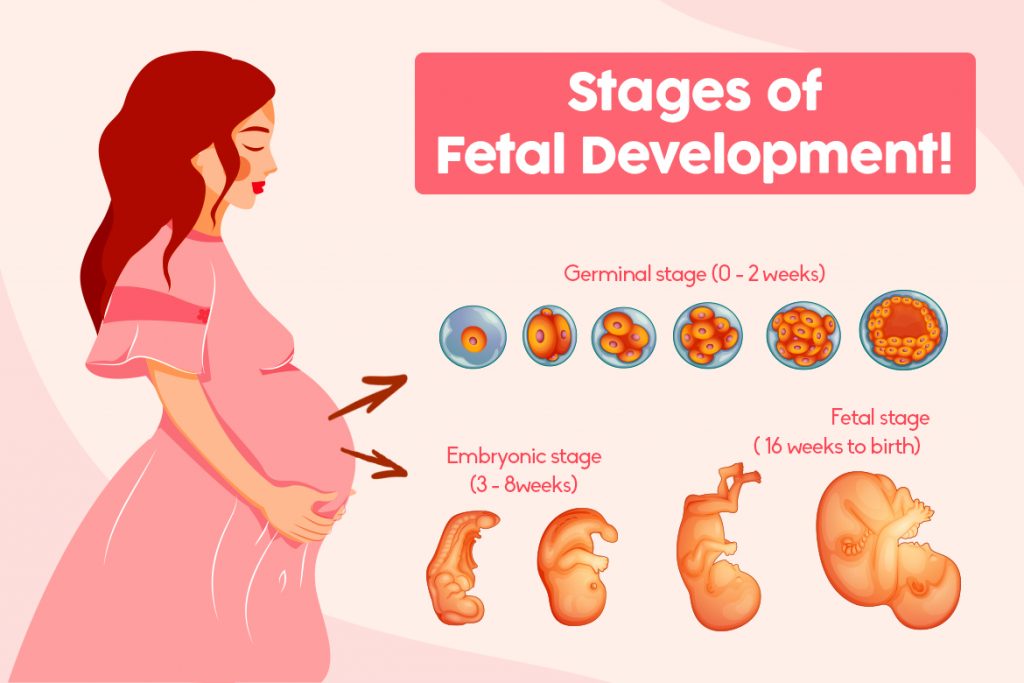 What Are The Three Stages Of Development For A Baby?