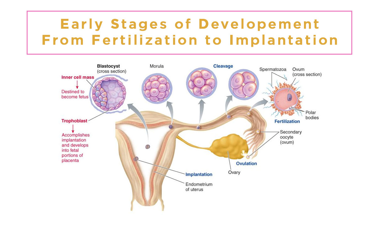 CONCEPTION AND IMPLANTATION STAGE