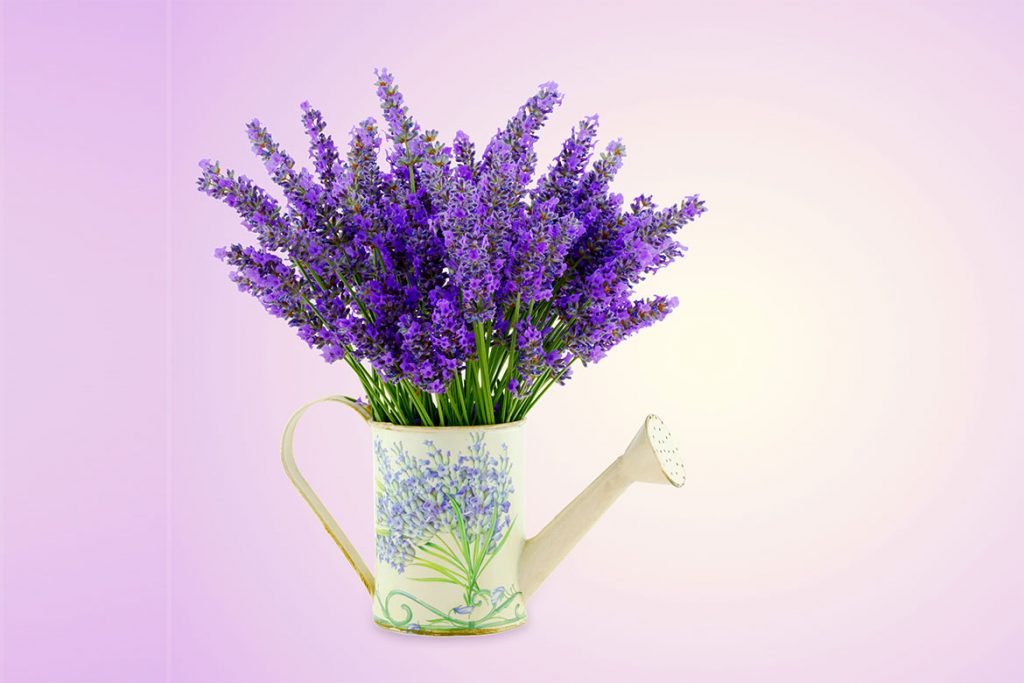 indoor plant