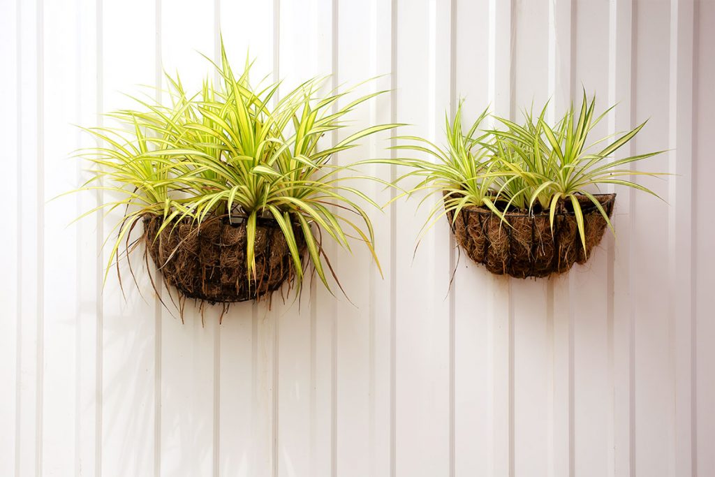 indoor plant