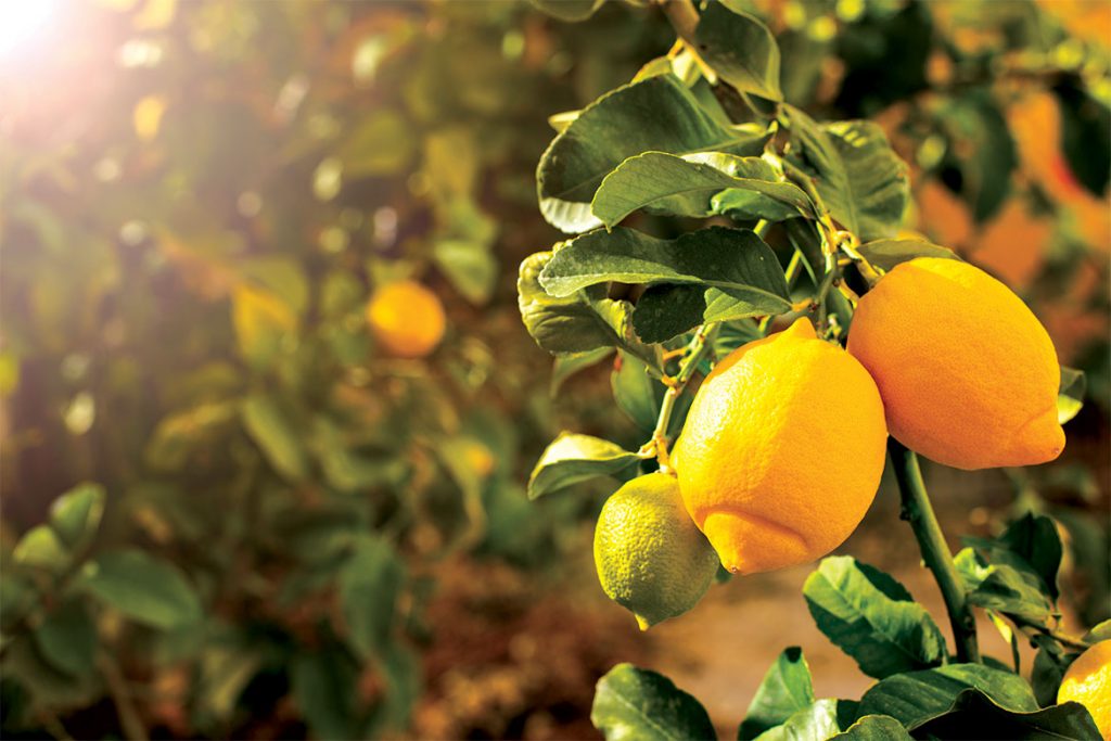 lemon - HealthNews24Seven