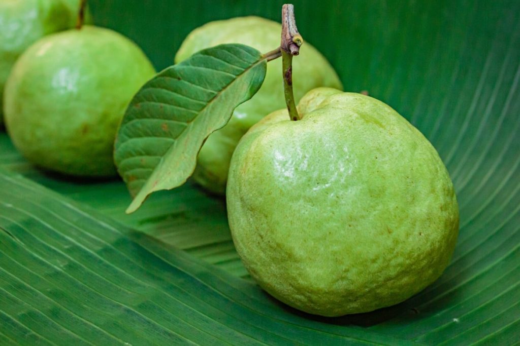 guava