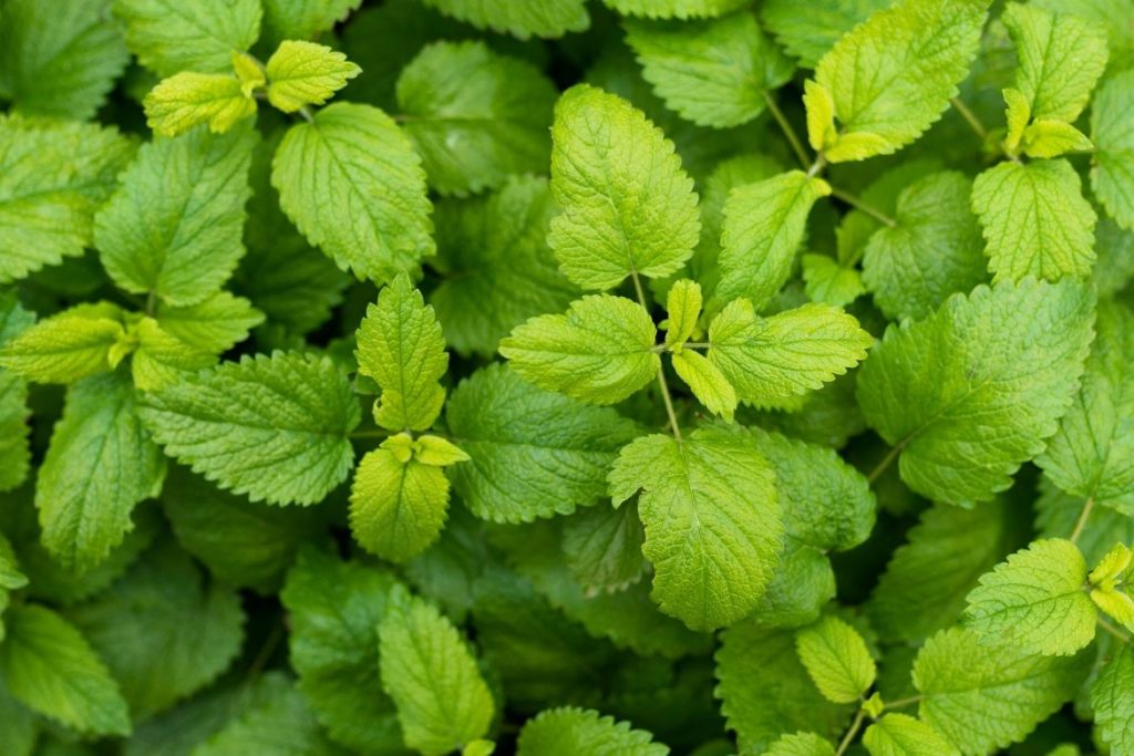 mint - HealthNews24Seven